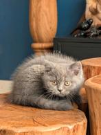 Nog 2! Classic Blue Brits korthaar kittens, Dieren en Toebehoren, Katten en Kittens | Raskatten | Korthaar, Ingeënt