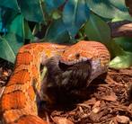 Pantherophis guttata (vrouw) met terrarium, Dieren en Toebehoren, Slang, Met terrarium, 7 tot 10 jaar