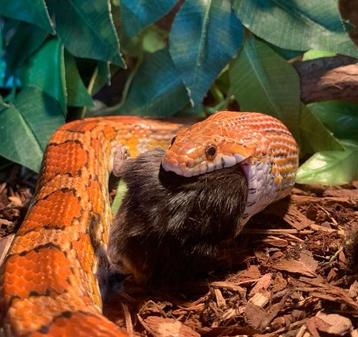 Pantherophis guttata (vrouw) met terrarium beschikbaar voor biedingen