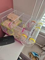 Hamster zoekt een nieuw huisje, Dieren en Toebehoren, Knaagdieren, Oktober, Geslacht onbekend, Hamster