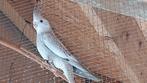 Valkparkiet, Meerdere dieren, Parkiet, Geringd