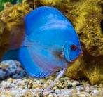 dutch-discus blue diamond 10/12 cm €60,00, ., Overige typen, Nieuw, Ophalen of Verzenden