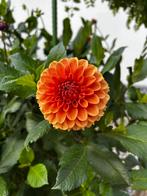 Dahlia Knol 7 verschillende, Overige soorten, Volle zon, Vaste plant, Ophalen of Verzenden