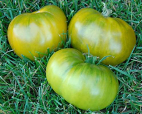 Tomaat Kiwi, Tuin en Terras, Bloembollen en Zaden, Zaad, Voorjaar, Volle zon, Ophalen of Verzenden