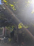 plataan gratis op te halen, Tuin en Terras, Planten | Bomen, Overige soorten, 250 tot 400 cm, Zomer, Ophalen