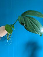 Philodendron Dragon Tail, Ophalen of Verzenden, Overige soorten, Minder dan 100 cm