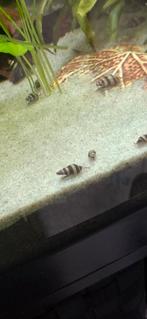 Helena slakken, Dieren en Toebehoren, Vissen | Aquariumvissen, Slak of Weekdier