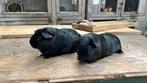 Cavia beertjes zwart, Mannelijk, Tam, Maart, Cavia
