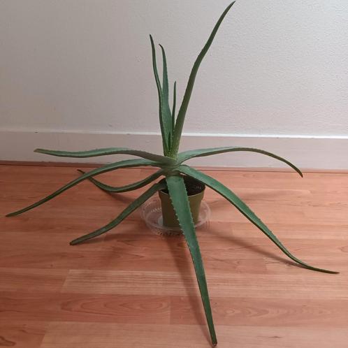 Grote aloë vera plant van Dr. Green, Huis en Inrichting, Kamerplanten, Vetplant, Minder dan 100 cm, Groene kamerplant, Ophalen