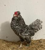 Kwartet Watermaalse baardkrieltjes., Dieren en Toebehoren, Pluimvee, Meerdere dieren, Kip