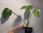 Monstera thai constellation, Ophalen, Overige soorten, Minder dan 100 cm