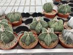 Cactus Astrophytum soorten in de 11 cm pot., Ophalen of Verzenden, Minder dan 100 cm, Bloeiende kamerplant, Volle zon