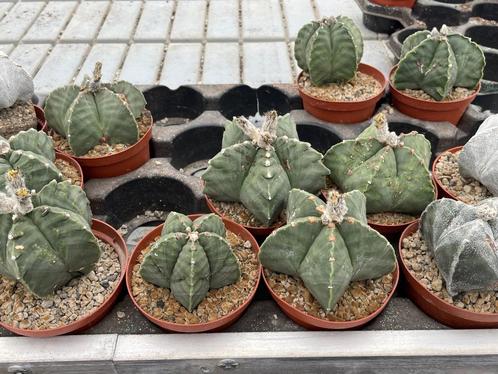 Cactus Astrophytum soorten in de 11 cm pot., Huis en Inrichting, Kamerplanten, Cactus, Minder dan 100 cm, Bloeiende kamerplant
