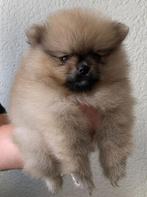 Pomeriaan pup teefje, Dieren en Toebehoren, 8 tot 15 weken, Teef, Eén hond, Nederland