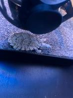 Sternotherus carinatus, Dieren en Toebehoren