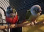 Pyrrhura koppeltje te koop, Dieren en Toebehoren, Meerdere dieren