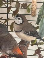 2 bichenow astrilde mannetjes natuurbroed mei 2025, Dieren en Toebehoren, Vogels | Overige Vogels, Mannelijk, Tropenvogel