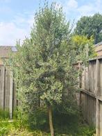 Olijfboom T.E.A.B., Tuin en Terras, Planten | Bomen, Olijfboom, 250 tot 400 cm, Zomer, Ophalen
