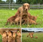 Vizsla korthaar pup beschikbaar (stamboom), Overige rassen, CDV (hondenziekte), 8 tot 15 weken, Teef