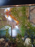 Goudvis Jaap opzoek naar nieuw vriendje, Dieren en Toebehoren, Ophalen of Verzenden