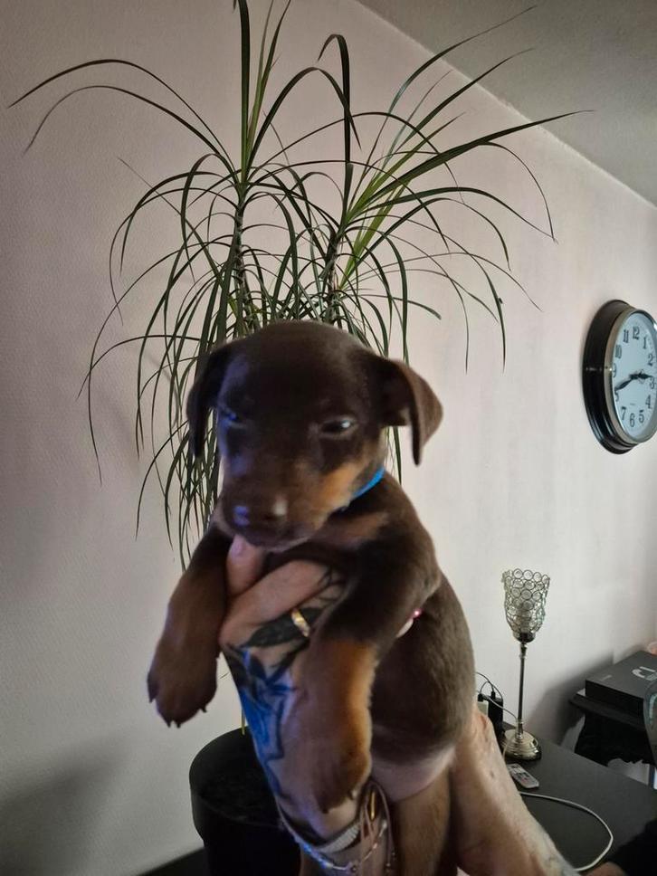 Super leuke jackrussel pup, Dieren en Toebehoren, Honden | Jack Russells en Terriërs, Meerdere dieren, Jack Russell Terriër, Particulier