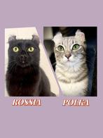 American curl jonge poezen | gesteriliseerd| stamboom, Dieren en Toebehoren, Katten en Kittens | Overige Katten, Poes