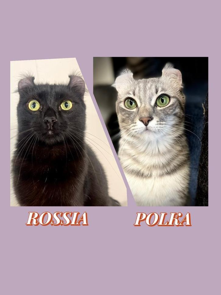 American curl jonge poezen | gesteriliseerd| stamboom, Dieren en Toebehoren, Katten en Kittens | Overige Katten, Poes