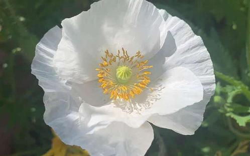 Zaden Papaver rhoeas Bridal Silk, Tuin en Terras, Bloembollen en Zaden, Volle zon, Verzenden