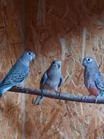 Bourke parkieten wildkleur van 2025, Dieren en Toebehoren, Vogels | Parkieten en Papegaaien, Meerdere dieren, Parkiet