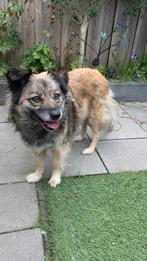 Lief hondje zoekt een huisje, Dieren en Toebehoren, Honden | Niet-rashonden, Rabiës (hondsdolheid), Teef, Eén hond, 3 tot 5 jaar