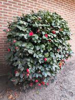 prachtige grote Camellia, Tuin en Terras, Planten | Struiken en Hagen, Ophalen of Verzenden