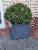 Schitterende taxusbollen in alle maten, Ophalen of Verzenden, Taxus, Struik, Minder dan 100 cm