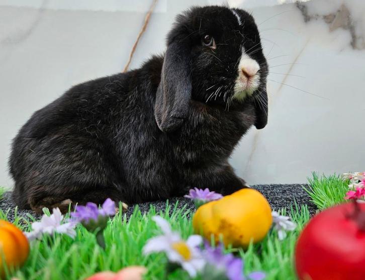 Lieve castraat  gecastreerde ram, Dieren en Toebehoren, Konijnen, Dwerg, Mannelijk, Hangoor