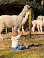 Alpaca’s te koop, Dieren en Toebehoren, Overige Dieren, December, Meerdere dieren