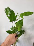 Philodendron Florida Ghost, Huis en Inrichting, Kamerplanten, Ophalen of Verzenden, Overige soorten, Minder dan 100 cm