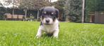 Jack Russells pups, Dieren en Toebehoren, Honden | Jack Russells en Terriërs, Jack Russell Terriër, 8 tot 15 weken, CDV (hondenziekte)