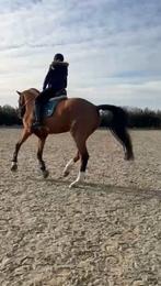 Ervaren bijrijder zoekt leerzaam paard (liefst Z-niveau), Ophalen of Verzenden