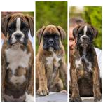 Duitse boxer pups van topkwaliteit FCI PAPIEREN, Dieren en Toebehoren, Nederland, Rabiës (hondsdolheid), Overige rassen, 8 tot 15 weken