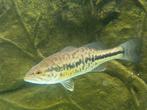 largemouth bass, Dieren en Toebehoren, Vissen | Aquariumvissen, Zoetwatervis, Vis