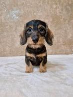 Ruwhaar teckel pups, Nederland, CDV (hondenziekte), 8 tot 15 weken, Dwerg