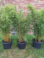 fargesia murieliea-bamboeplanten, Ophalen, Bamboe, Struik, 100 tot 250 cm