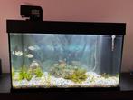 Aquarium Juwel met vissen en toebehoor, Dieren en Toebehoren, Vissen | Aquaria en Toebehoren, Ophalen, Gebruikt, Gevuld zoetwateraquarium