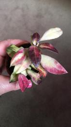 Hoya Walliniana variegata, Huis en Inrichting, Kamerplanten, Overige soorten, Minder dan 100 cm, Ophalen of Verzenden, Halfschaduw