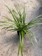 Liriope muscari 'Big Blue' (Leliegras), Ophalen, Vaste plant, Siergrassen, Halfschaduw