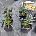 Zwart gras (Ophiopogon planiscapus 'Niger'), Tuin en Terras, Ophalen, Volle zon, Vaste plant, Siergrassen