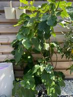 vijgenboom, Ophalen, 100 tot 250 cm, Vijgenboom