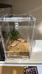 Chaerilus Stockmannorum (Stockmann bos schorpioen), Spin of Schorpioen