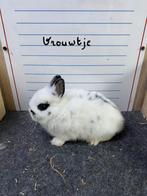 Jonge dwergkonijnen handtam, Dieren en Toebehoren, Konijnen, Meerdere dieren, Dwerg