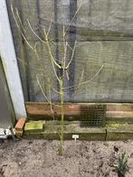 hybiscus  blauw, Ophalen, Overige soorten, Struik, 100 tot 250 cm