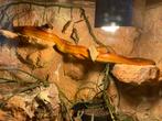 Rode ratten slang 1,5 meter, Slang, Met terrarium, 0 tot 2 jaar